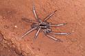 Miturga_ZZ345_D3445_Z_89_E. of Nuendah homestead_Australie